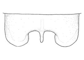   Anthidium labergei  male, diagram showing dorsal view of seventh tergum (T7), diagram from Gonzalez and Griswold 2013 
